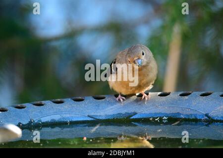 Young Eurasian bullfinch on a bird bath Stock Photo
