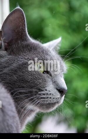Russian Blue Cat watching through the window Stock Photo