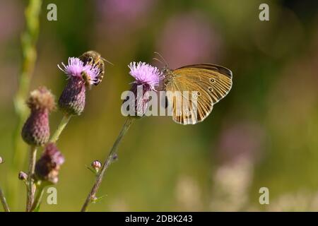 Ringlet sit on a blade of grass Stock Photo