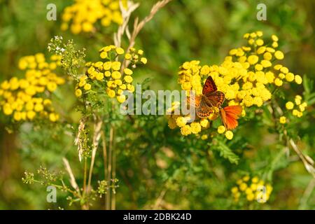 Female and male Large copper on a meadow in summer Stock Photo