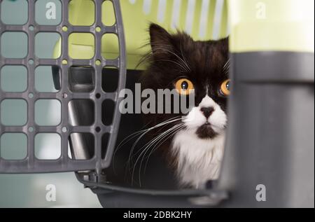 Cat in the transporter at a veterinary clinic Stock Photo