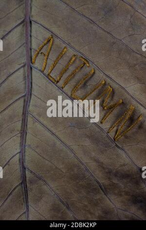 A dry autumn leaf with the word "autumn" embroidered on it. Stock Photo