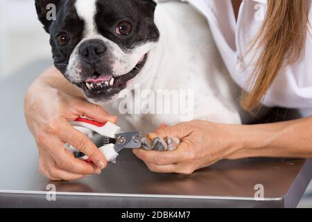 how to trim a french bulldogs nails