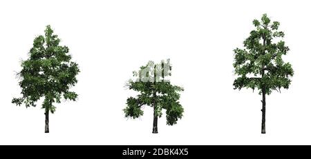 Set of Black Gum trees in the summer - isolated on white background Stock Photo