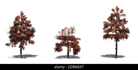 Set of Black Gum trees in the autumn with shadow on the floor - isolated on white background Stock Photo