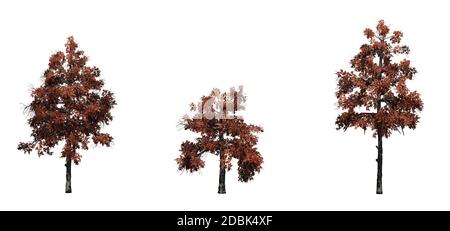 Set of Black Gum trees in the autumn - isolated on white background Stock Photo