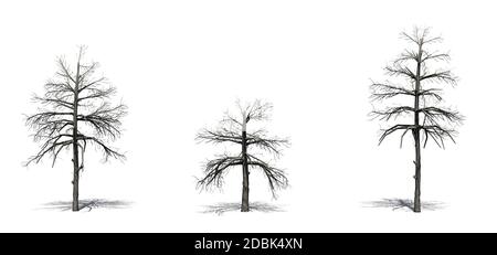 Set of Black Gum trees in the winter with shadow on the floor - isolated on white background Stock Photo