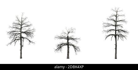 Set of Black Gum trees in the winter - isolated on white background Stock Photo