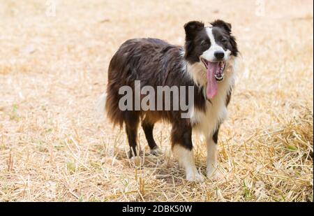 Beautiful dog border collie on the farm Stock Photo