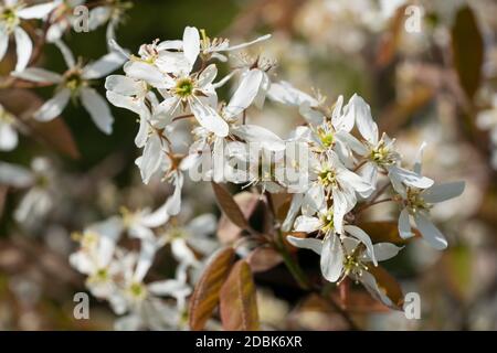 Juneberry (Amelanchier lamarckii), blooms of springtime Stock Photo