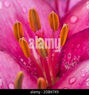 Lily flower macro Stock Photo