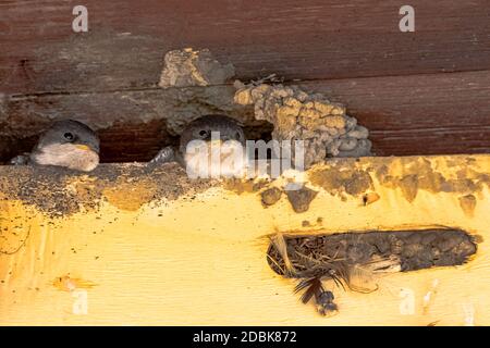 Common house martin (Delichon urbicum), sometimes called the northern house martin - nest with chicks in Choczewo, Pomerania, Poland Stock Photo