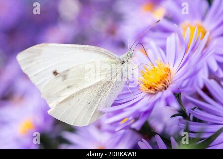 Pieris brassicae, the large white, also called cabbage butterfly, cabbage white is a butterfly in the family Pieridae. butterfly on September flowers Stock Photo