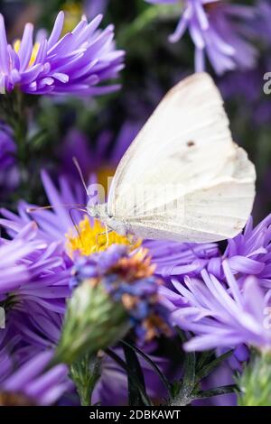 Pieris brassicae, the large white, also called cabbage butterfly, cabbage white is a butterfly in the family Pieridae. butterfly on September flowers Stock Photo