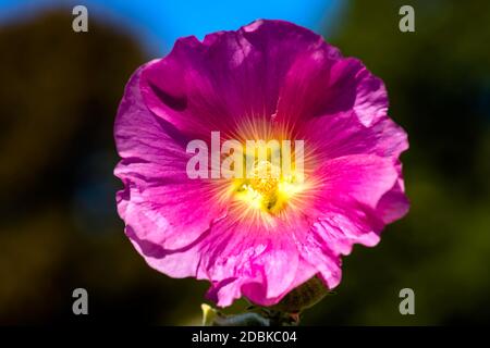 Alcea setosa known as bristly hollyhock in British park - London, UK Stock Photo
