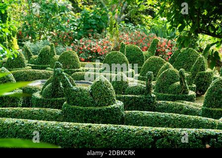 Buchsbaum (Buxus sempervirens var. arborescens) Stock Photo