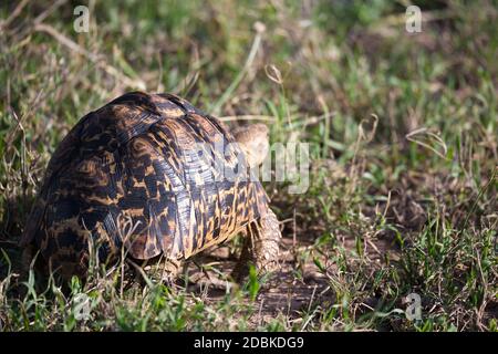 One turtle crawls between the grass in the savannah Stock Photo