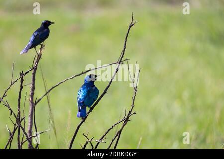 A local Kenyan birds in colorful colors sit on the branches of a tree Stock Photo