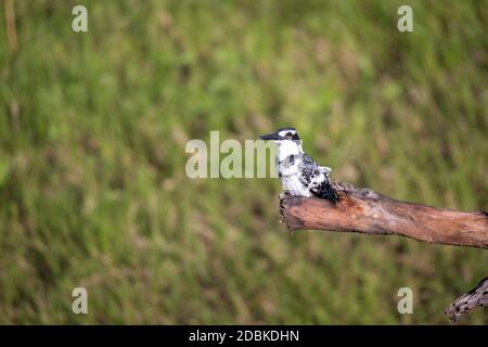 A local Kenyan birds in colorful colors sit on the branches of a tree Stock Photo