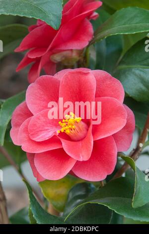 Kamelie (Camellia reticulata 'Mary Williams') Stock Photo