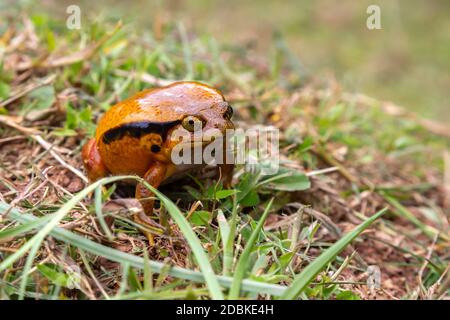 One large orange frog is sitting in the grass Stock Photo