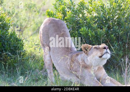 One lioness stretches out after a long lie Stock Photo