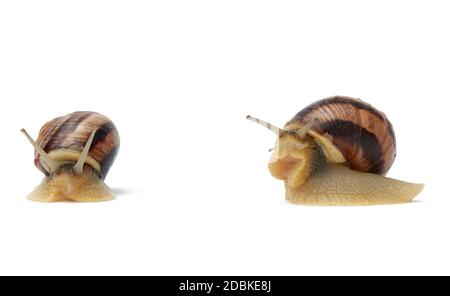 two brown snails isolated on white background, side view and front view Stock Photo