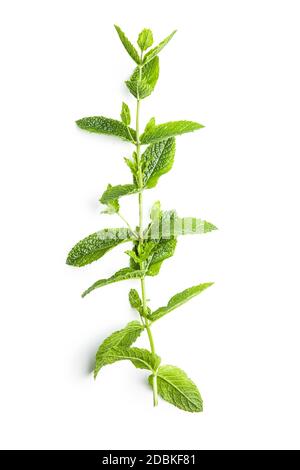 Green mint branch isolated on white background. Stock Photo