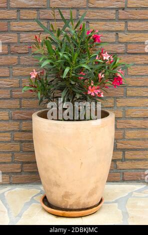 oleander flowers in a clay flower pot Stock Photo