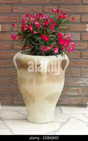 oleander flowers in a clay amphora Stock Photo