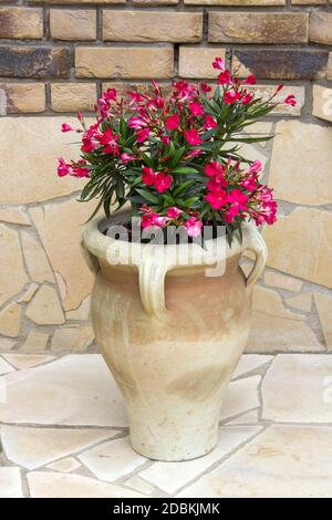 oleander flowers in a clay amphora Stock Photo