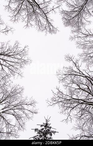 Tree crowns in winter leafless in misty forest Stock Photo