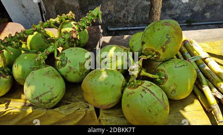 Large green coconuts cut from a tree lie on the ground. Stock Photo