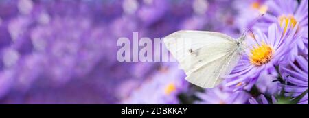 Pieris brassicae, the large white, also called cabbage butterfly, cabbage white is a butterfly in the family Pieridae. butterfly on September flowers Stock Photo