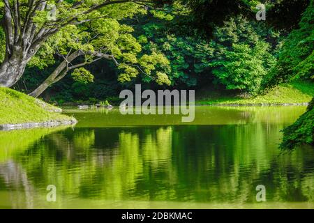 Koishikawa Korakuen of the fresh green. Shooting Location: Tokyo metropolitan area Stock Photo