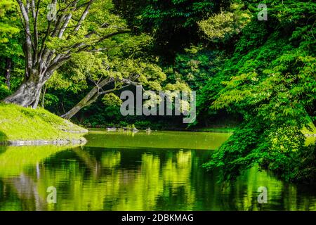 Koishikawa Korakuen of the fresh green. Shooting Location: Tokyo metropolitan area Stock Photo