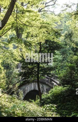 Koishikawa Korakuen of the fresh green. Shooting Location: Tokyo metropolitan area Stock Photo