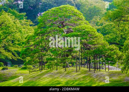 Koishikawa Korakuen of the fresh green. Shooting Location: Tokyo metropolitan area Stock Photo