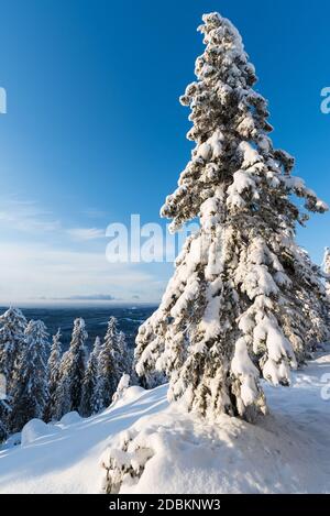 Winter landscape in Koli National Park, Finland Stock Photo