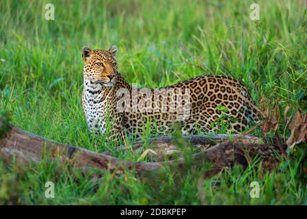 Leopard stands in long grass near logs Stock Photo