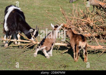 German goat with a baby on a meadow Stock Photo