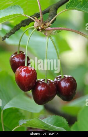 Suesskirsche (Prunus avium 'Mona Cherry') Stock Photo
