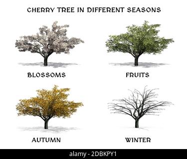 Deciduous Tree in four seasons - Sour Wood tree - isolated on white ...