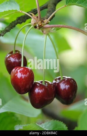 Suesskirsche (Prunus avium 'Mona Cherry') Stock Photo