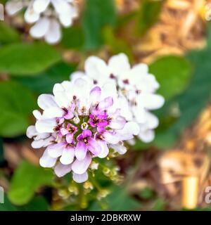 Iberis sempervirens known as evergreen or perennial candytuft Stock Photo