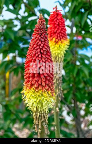 Kniphofia hirsuta also called tritoma, red hot poker, torch lily, knofflers, traffic lights or poker plant Stock Photo