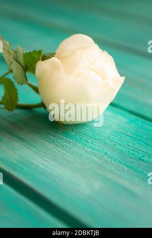 White rose on teal wooden background. Selective focus, copy space Stock Photo