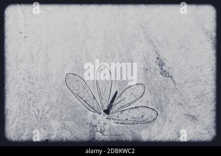 magic white blue winter background with frozen effect Stock Photo