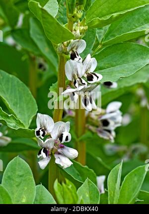 Broad bean plants 'Witkiem Manita' in flower in early summer in English domestic garden Stock Photo