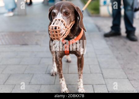 German Shorthaired Pointer dog in a muzzle and on a leash stands on the street near the owner and looks away Stock Photo